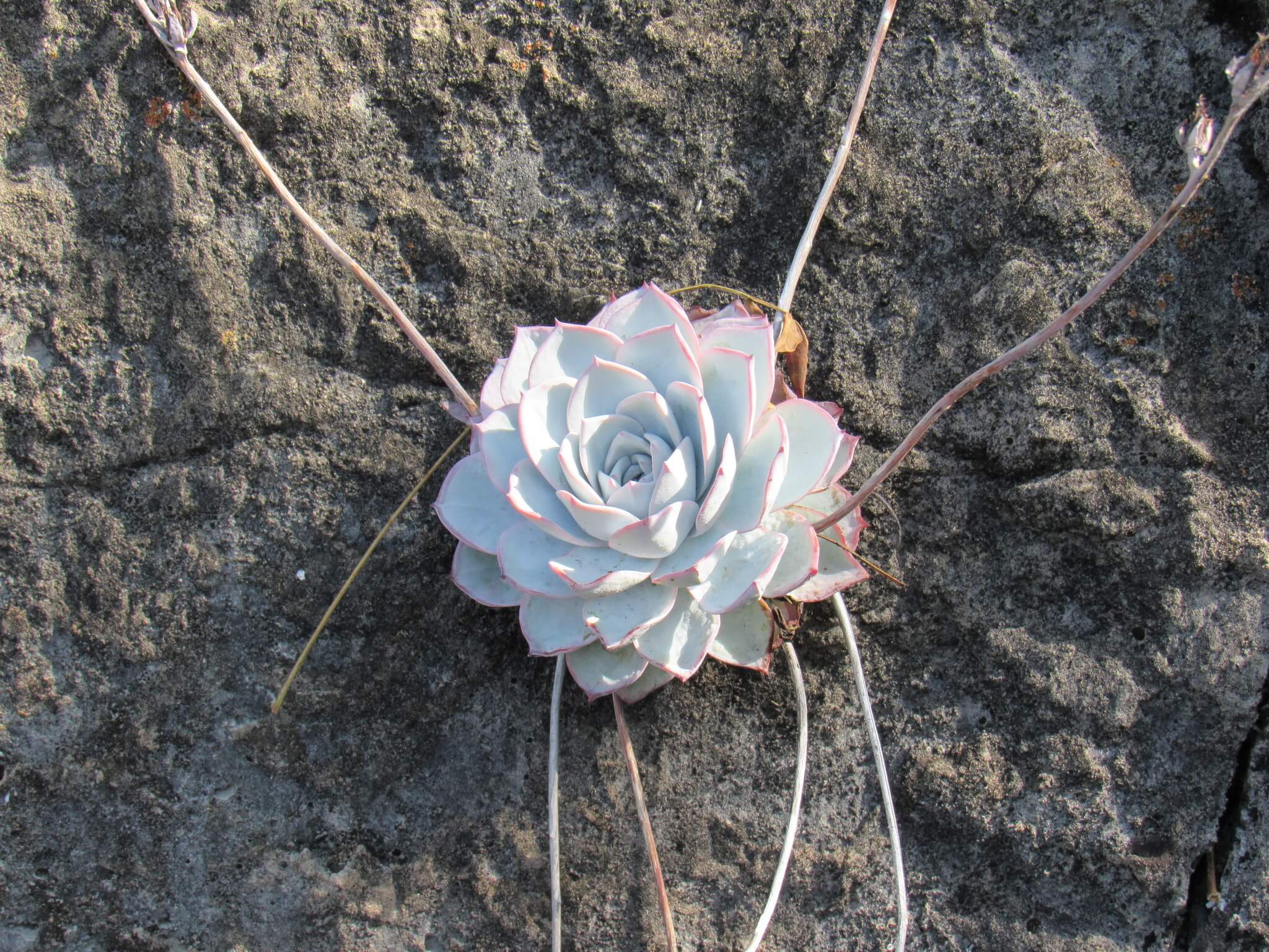 Echeveria desmetiana